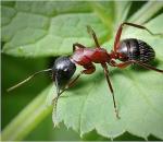 Все о разносчиках тли муравьях Полезное сожительство муравьев и тли