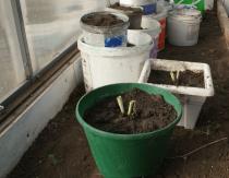 Выращивание и уход за луком батун: сроки посева семян, схема высадки